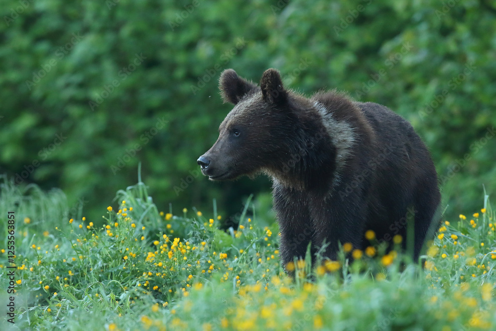 Niedźwiedź brunatny, (Ursus arctos), brown bear Niedźwiedź brunatny, (Ursus arctos), brown bear