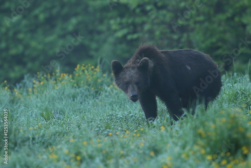 Fototapeta Naklejka Na Ścianę i Meble -  Niedźwiedź brunatny, (Ursus arctos), brown bear