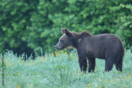 Fototapeta Naklejka Na Ścianę i Meble -  Niedźwiedź brunatny, (Ursus arctos), brown bear
