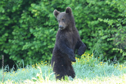 Fototapeta Naklejka Na Ścianę i Meble -  Niedźwiedź brunatny, (Ursus arctos), brown bear