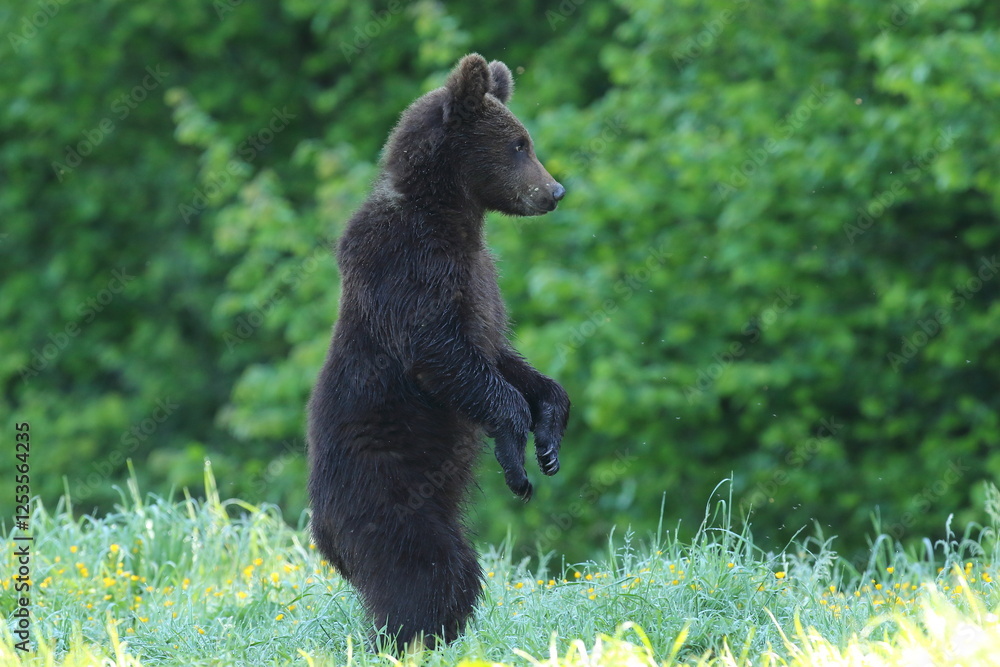 Niedźwiedź brunatny, (Ursus arctos), brown bear Niedźwiedź brunatny, (Ursus arctos), brown bear