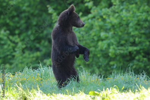 Fototapeta Naklejka Na Ścianę i Meble -  Niedźwiedź brunatny, (Ursus arctos), brown bear