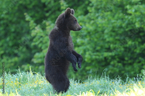 Fototapeta Naklejka Na Ścianę i Meble -  Niedźwiedź brunatny, (Ursus arctos), brown bear
