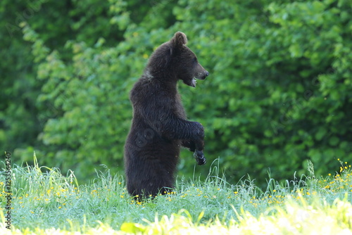 Fototapeta Naklejka Na Ścianę i Meble -  Niedźwiedź brunatny, (Ursus arctos), brown bear