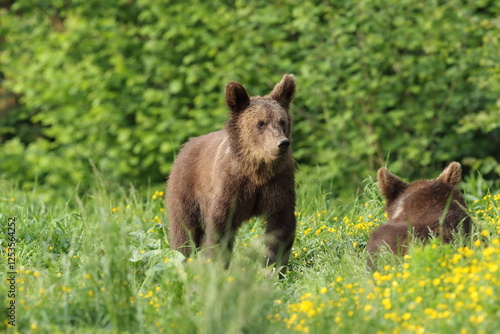 Fototapeta Naklejka Na Ścianę i Meble -  Niedźwiedź brunatny, (Ursus arctos), brown bear