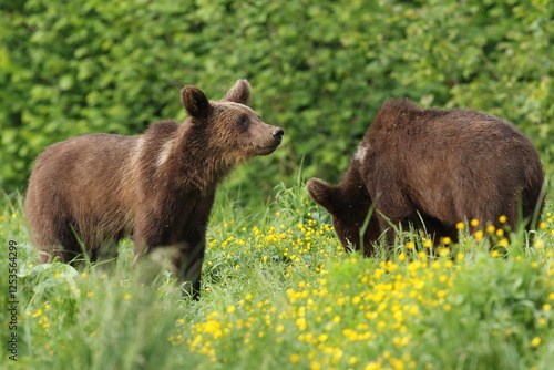 Fototapeta Naklejka Na Ścianę i Meble -  Niedźwiedź brunatny, (Ursus arctos), brown bear