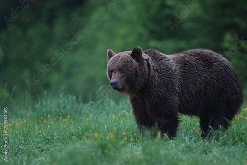 Fototapeta Naklejka Na Ścianę i Meble -  Niedźwiedź brunatny, (Ursus arctos), brown bear