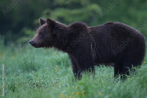 Fototapeta Naklejka Na Ścianę i Meble -  Niedźwiedź brunatny, (Ursus arctos), brown bear