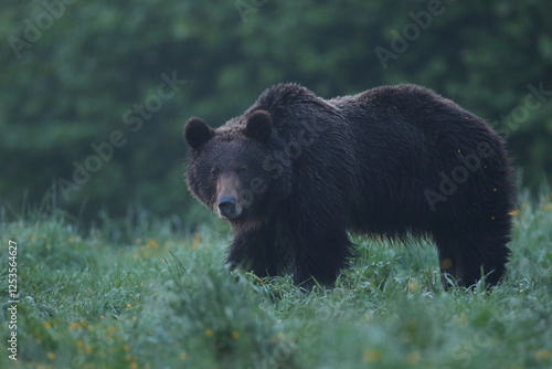 Fototapeta Naklejka Na Ścianę i Meble -  Niedźwiedź brunatny, (Ursus arctos), brown bear
