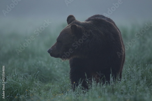 Fototapeta Naklejka Na Ścianę i Meble -  Niedźwiedź brunatny, (Ursus arctos), brown bear