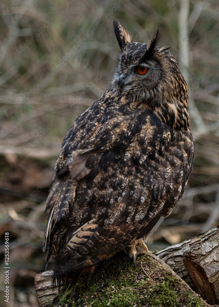 European Eagle Owl. Captive Bird of prey, sitting on tree trunk and fence post. European Eagle Owl. Captive Bird of prey, sitting on tree trunk and fence post.
