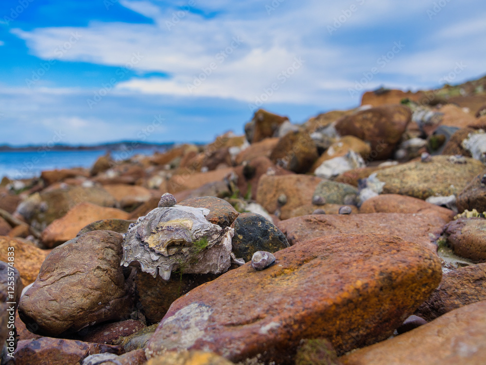 Oysters growing wild on the rocky coastline of Brittany in France. Taken near Ploubazlanec in summer. Oysters growing wild on the rocky coastline of Brittany in France. Taken near Ploubazlanec in summer.