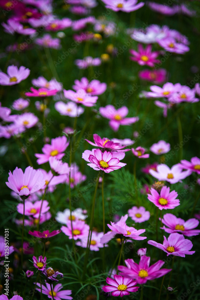 Gesang flower sea. Spring natural scenery.
Gesang flower sea. Spring natural scenery.
