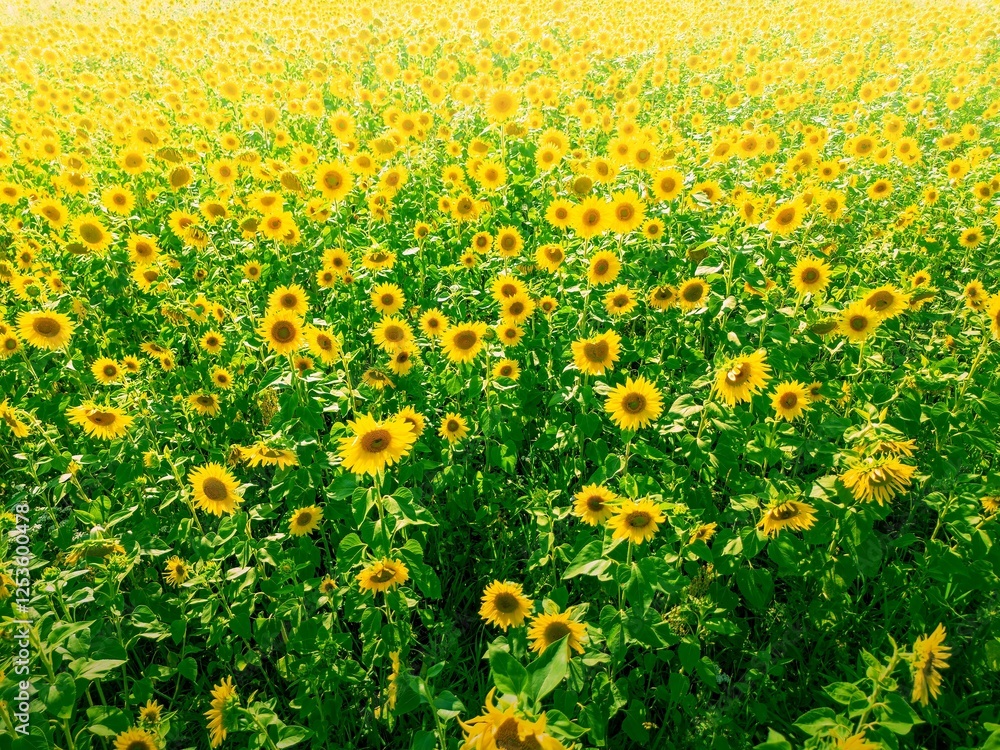 Fototapeta premium Ripening sunflowers in a field during peak oil harvest season