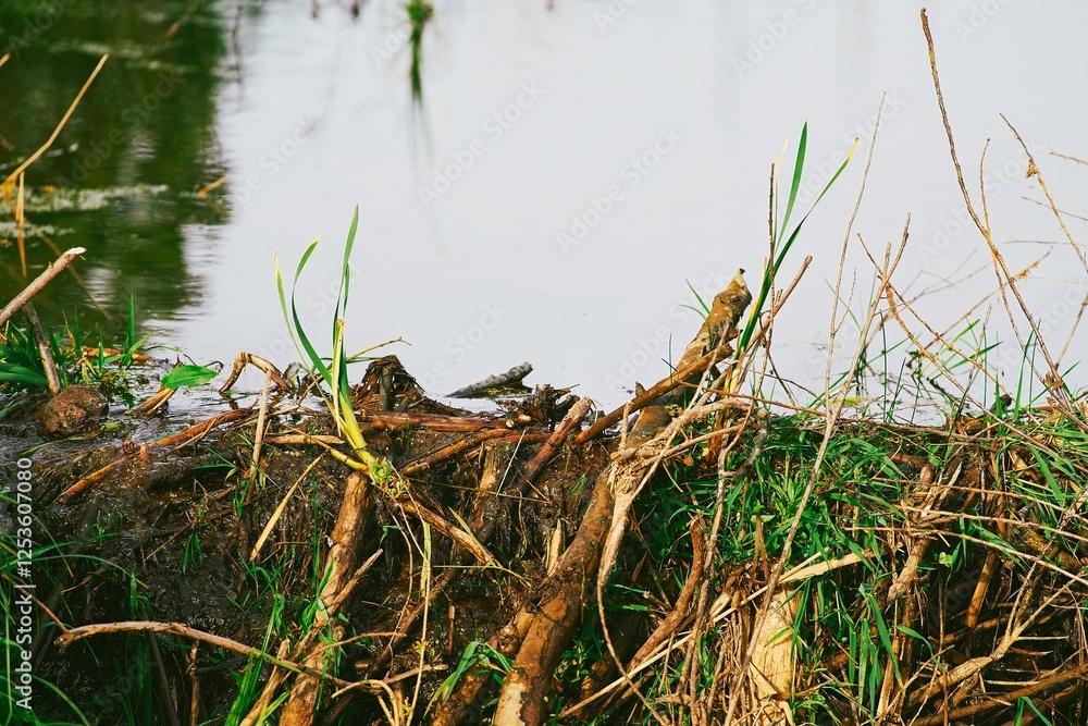Close-up of a beaver dam in a grassy area