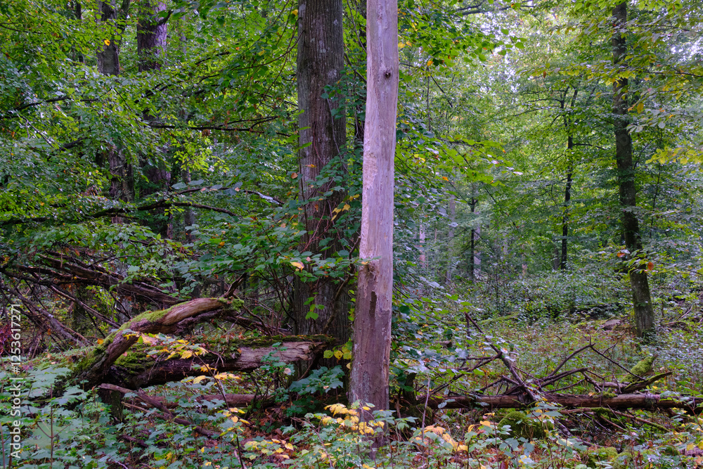 Summertime deciduous forest with broken old trees