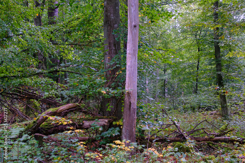 Obraz na płótnie Summertime deciduous forest with broken old trees w salonie