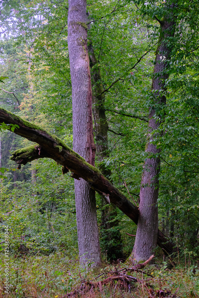 Summertime deciduous forest with broken old trees