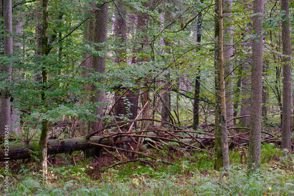 Summertime deciduous forest with broken old trees