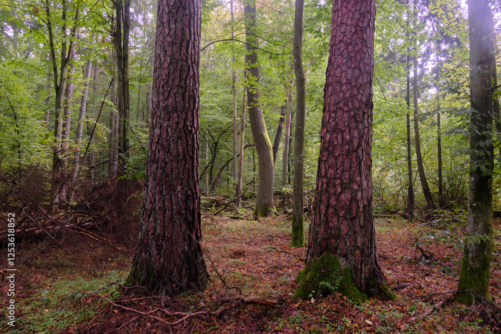 Summertime deciduous forest with broken old trees