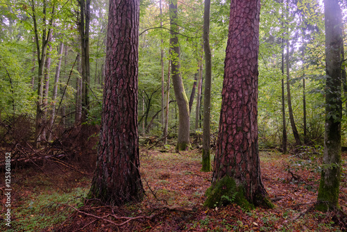 Obraz na płótnie Summertime deciduous forest with broken old trees w salonie