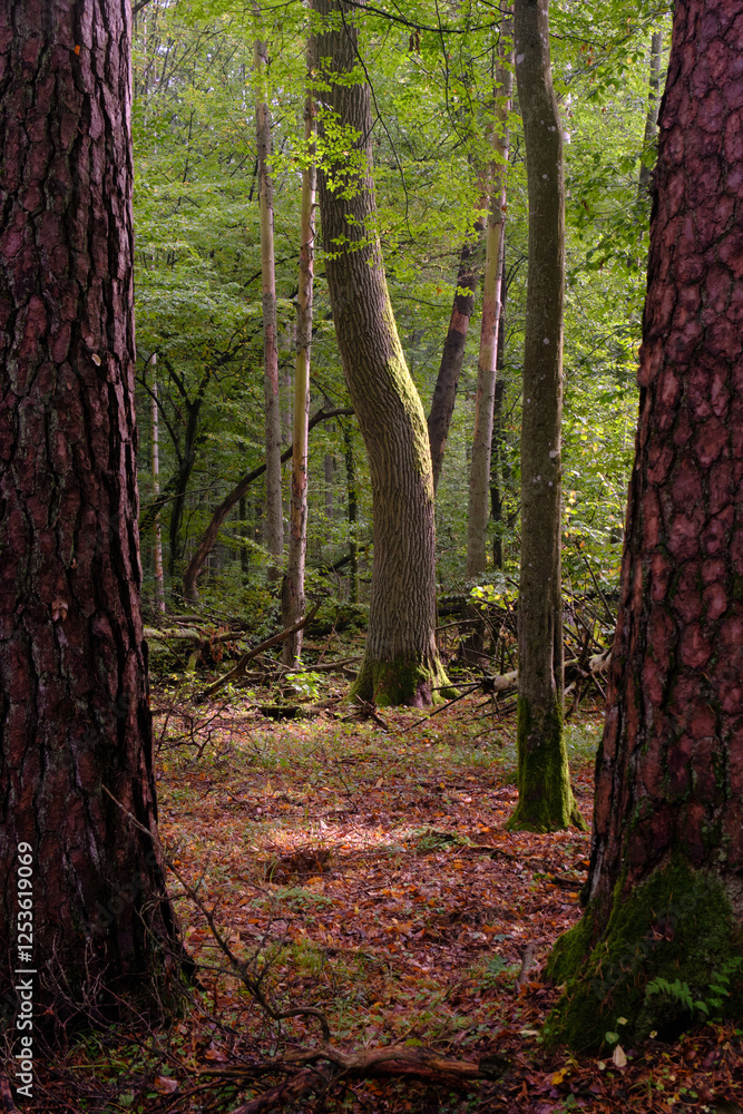 Summertime natural deciduous forest
