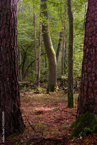 Obraz na płótnie Summertime natural deciduous forest w salonie