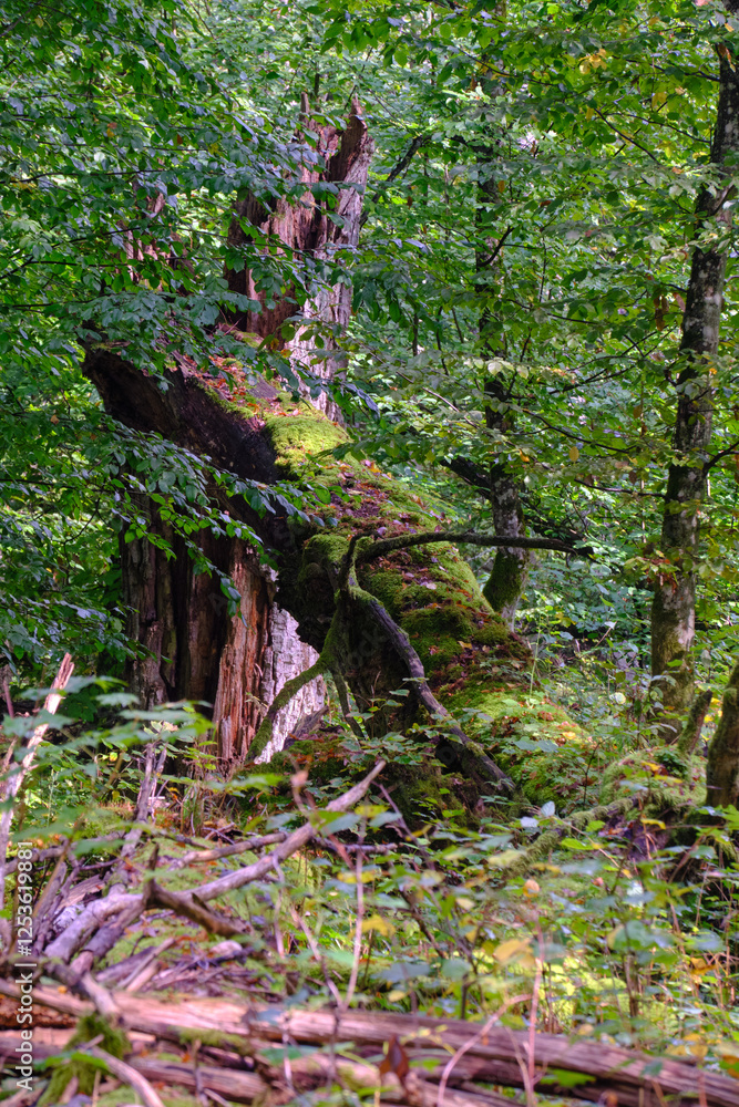 Summertime deciduous forest with broken old trees