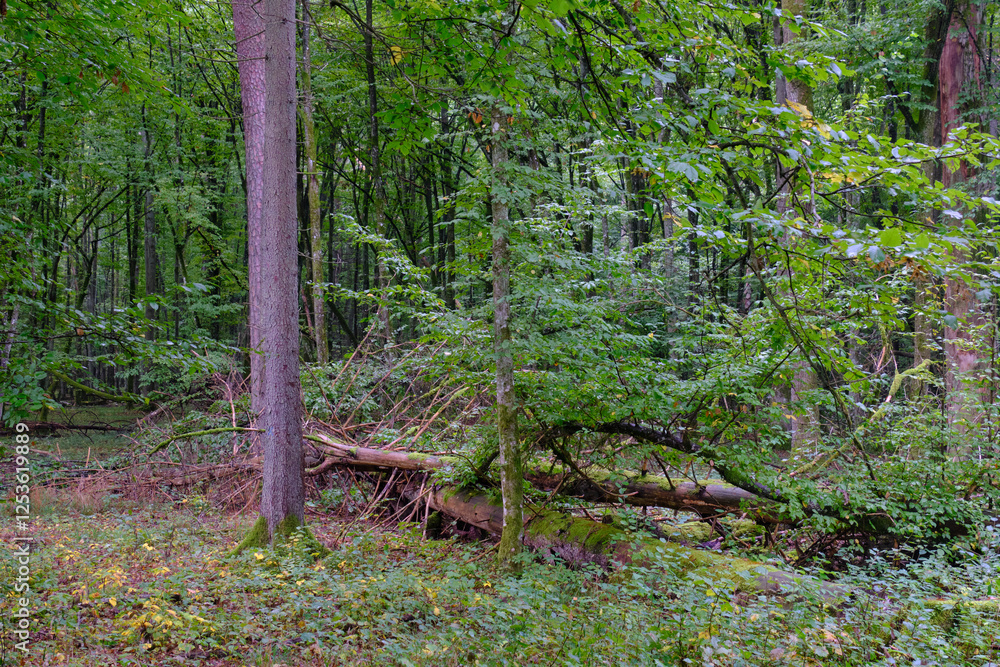 Summertime deciduous forest with broken old trees