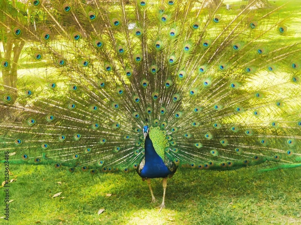 Obraz premium peacock with feathers out