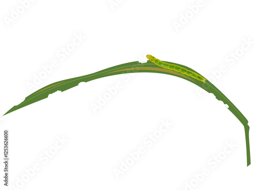 rice leaffolder on white background.