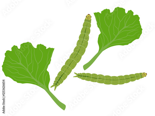 diamondback moth in cabbage on white background.