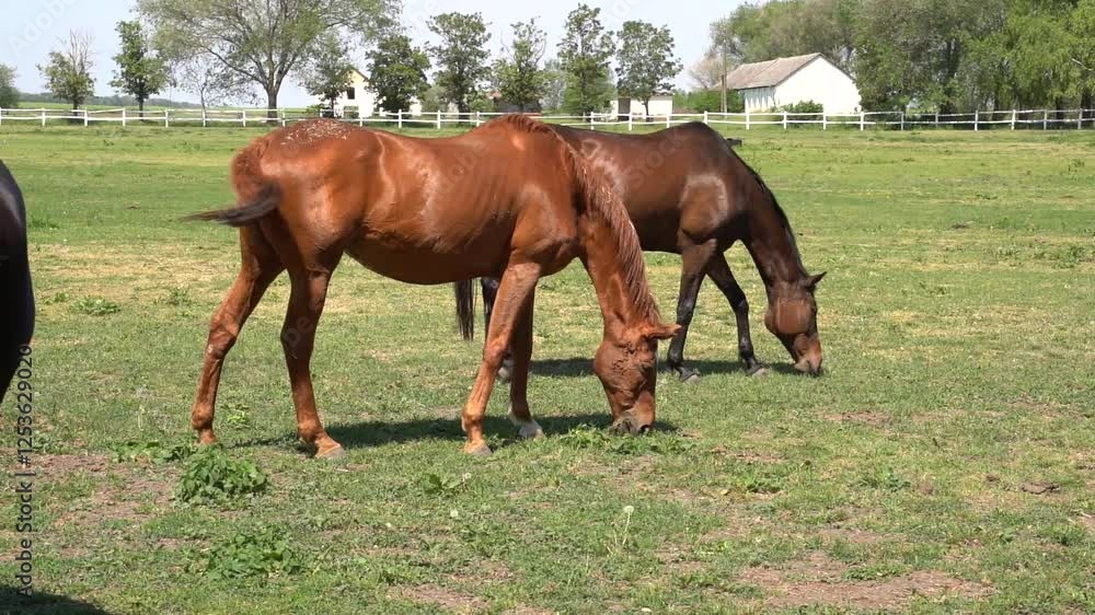 A tranquil scene of horses leisurely walking across lush, open fields on a farm, surrounded by natural beauty and peaceful rural landscapes. A tranquil scene of horses leisurely walking across lush, open fields on a farm, surrounded by natural beauty and peaceful rural landscapes.