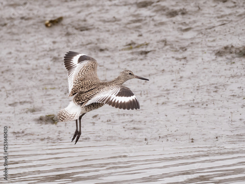 A Willet in flight and gliding in to land on a muddy edge photo