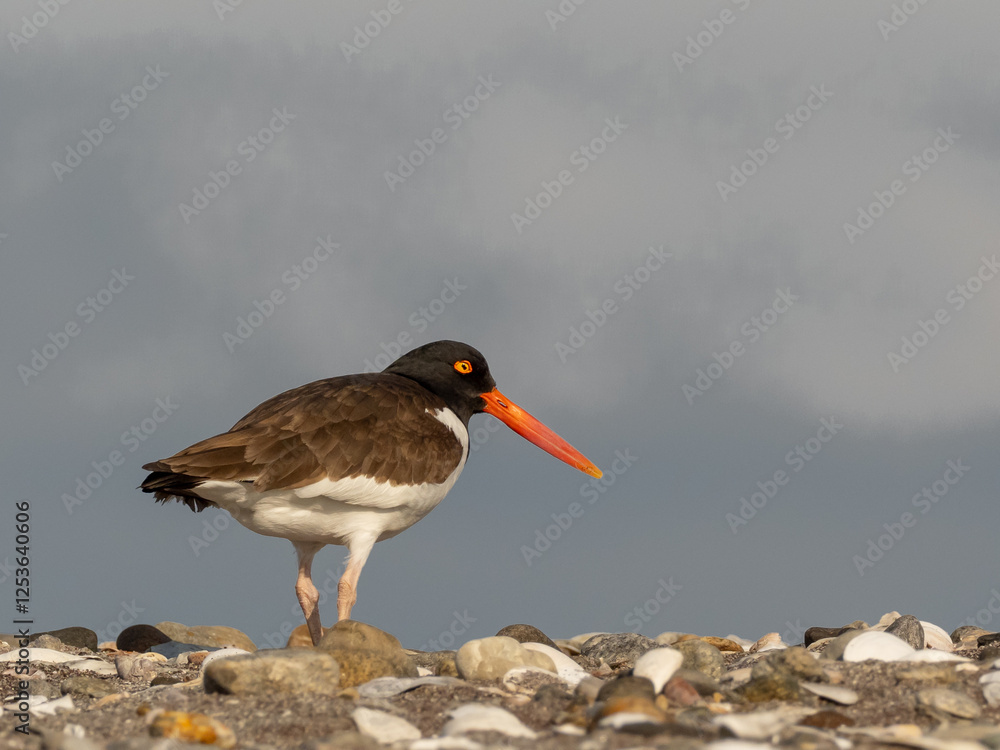 An American Oystercatcher standing alone on the top of a shingle bank An American Oystercatcher standing alone on the top of a shingle bank