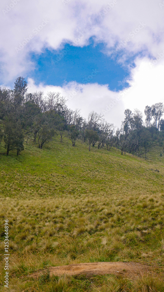 View of the meadow is overgrown with wild grass and Edelweiss trees. The blue sky with thick white clouds forming circles creates a dramatic effect. View of the meadow is overgrown with wild grass and Edelweiss trees. The blue sky with thick white clouds forming circles creates a dramatic effect.