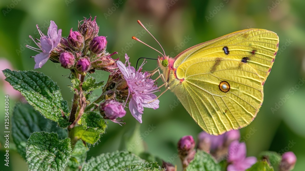 Fototapeta premium Yellow butterfly feeding on pink flower, garden, summer