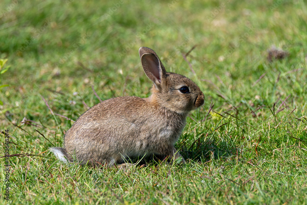 A small brown rabbit is seen hopping and exploring in a vibrant green field filled with soft grass. The sunny weather enhances the serene environment, creating a peaceful atmosphere A small brown rabbit is seen hopping and exploring in a vibrant green field filled with soft grass. The sunny weather enhances the serene environment, creating a peaceful atmosphere
