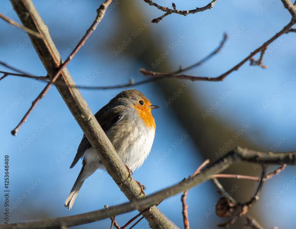 A small robin with a bright orange chest sits gracefully on a tree branch. The background features a clear blue sky, showcasing a peaceful moment in nature A small robin with a bright orange chest sits gracefully on a tree branch. The background features a clear blue sky, showcasing a peaceful moment in nature