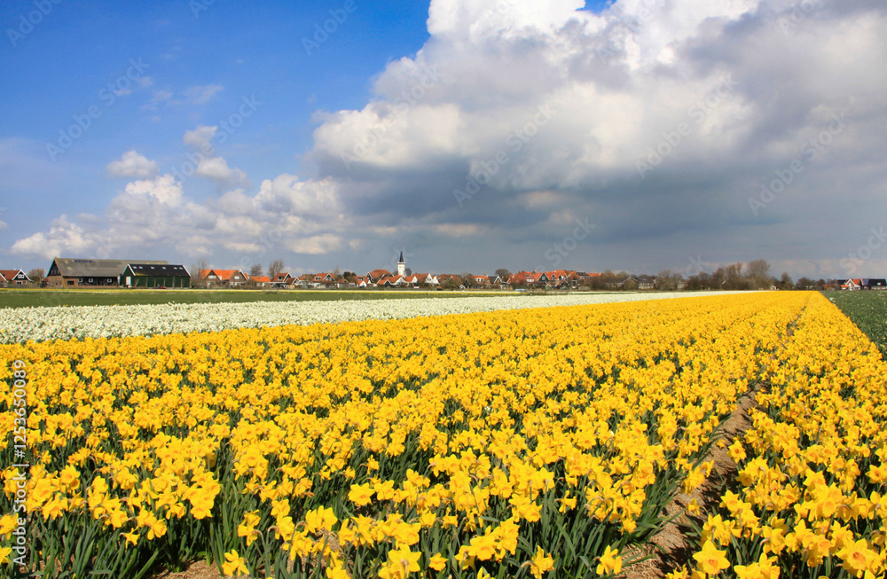 Fototapeta premium campi di narcisi gialli e bianchi intorno al paesino di Den Hoorn sull'isola di Texel in Olanda