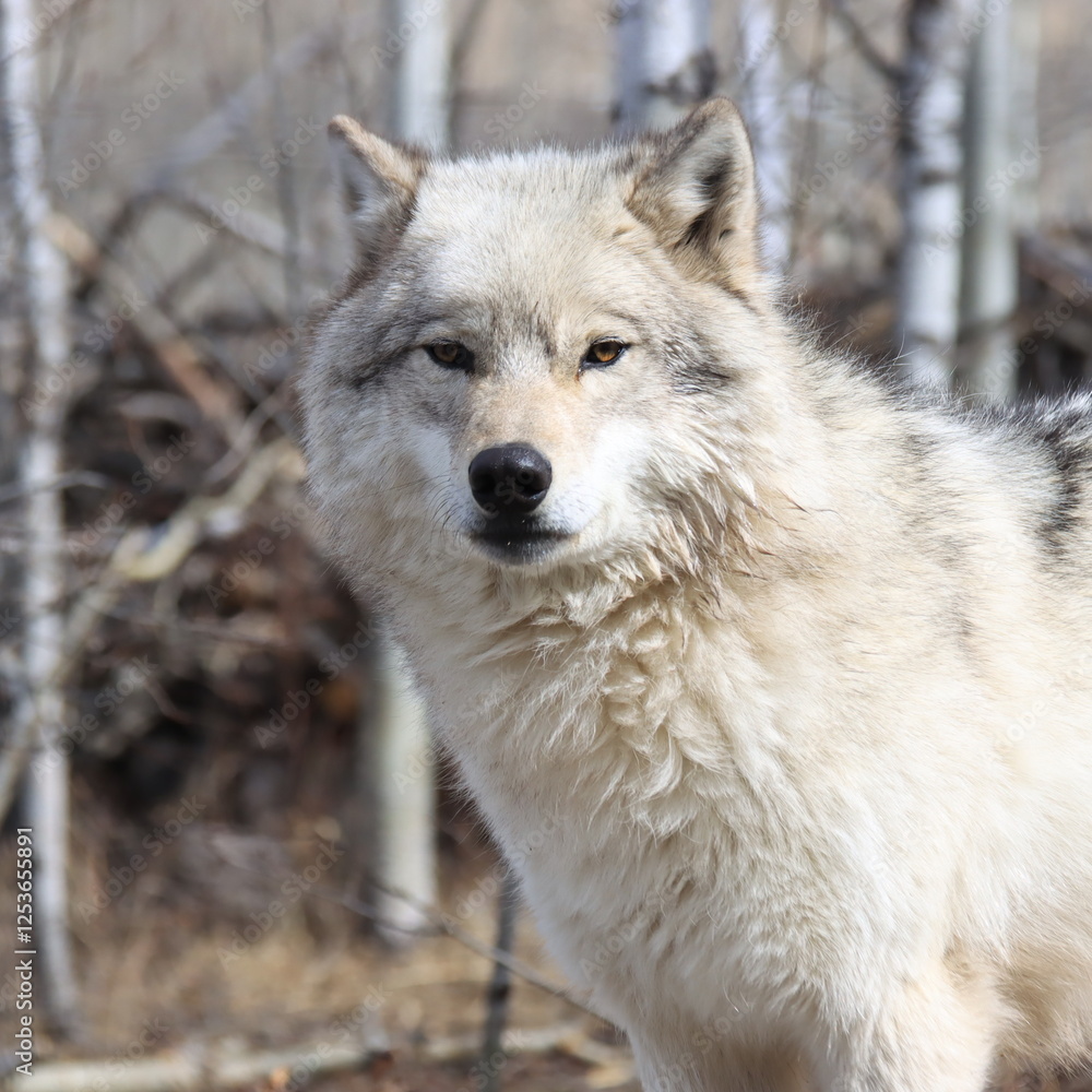 Wolves and scenery near Cochrane, Alberta, Canada Wolves and scenery near Cochrane, Alberta, Canada