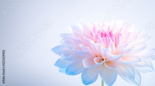 Beautiful pink and white dahlia flower blooming against a soft light blue background with copy space.