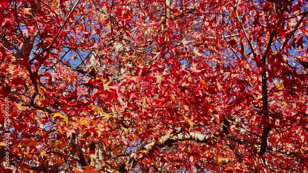 Vibrant Red Autumn Leaves Against Blue Sky Vibrant Red Autumn Leaves Against Blue Sky