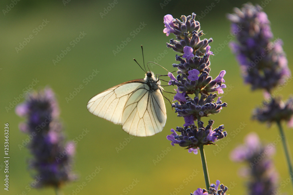 una farfalla con le ali bianche su un fiore di lavanda