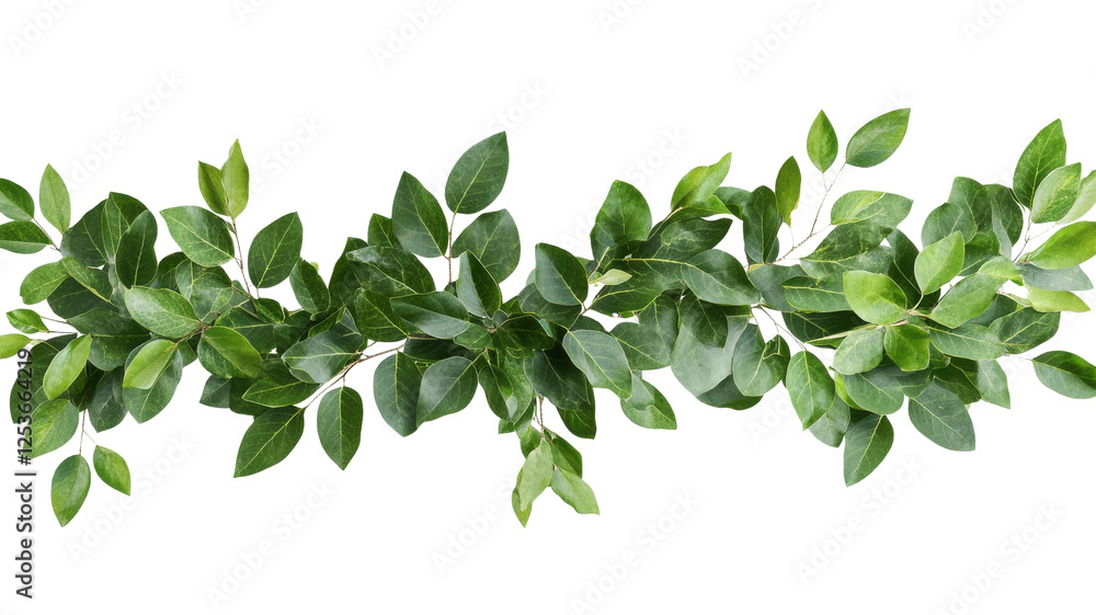 Fototapeta premium Fresh Green Leaves Arrangement on Transparent Background