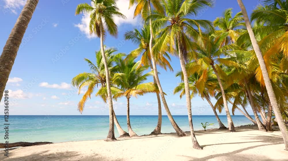 Bounty coconut palms sway on a sunny Dominican beach. Nature video. Scene of landscape view of the beach sea on a summer day. Palm trees on the seashore. Summer vacation. Bounty coconut palms sway on a sunny Dominican beach. Nature video. Scene of landscape view of the beach sea on a summer day. Palm trees on the seashore. Summer vacation.