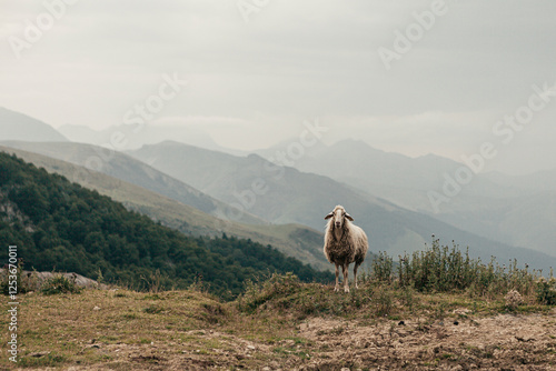 Foto es una oveja blanca sola y perdida en medio de las montañas mirando fijamente a cámara