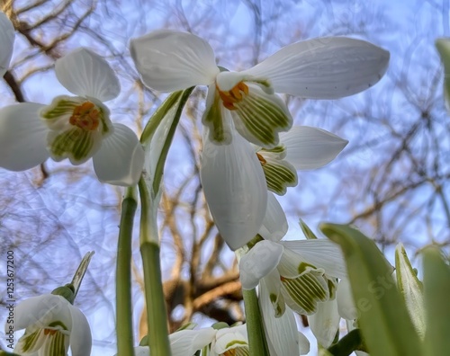Whispers of Spring: Snowdrops in Bloom