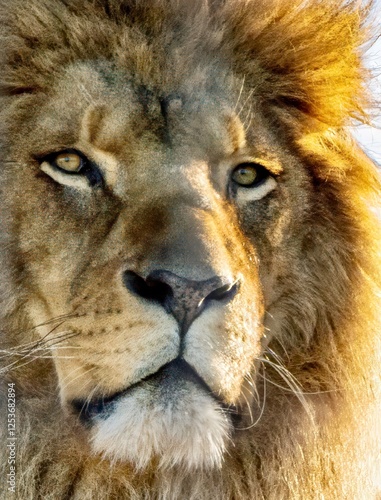 portrait of a lion