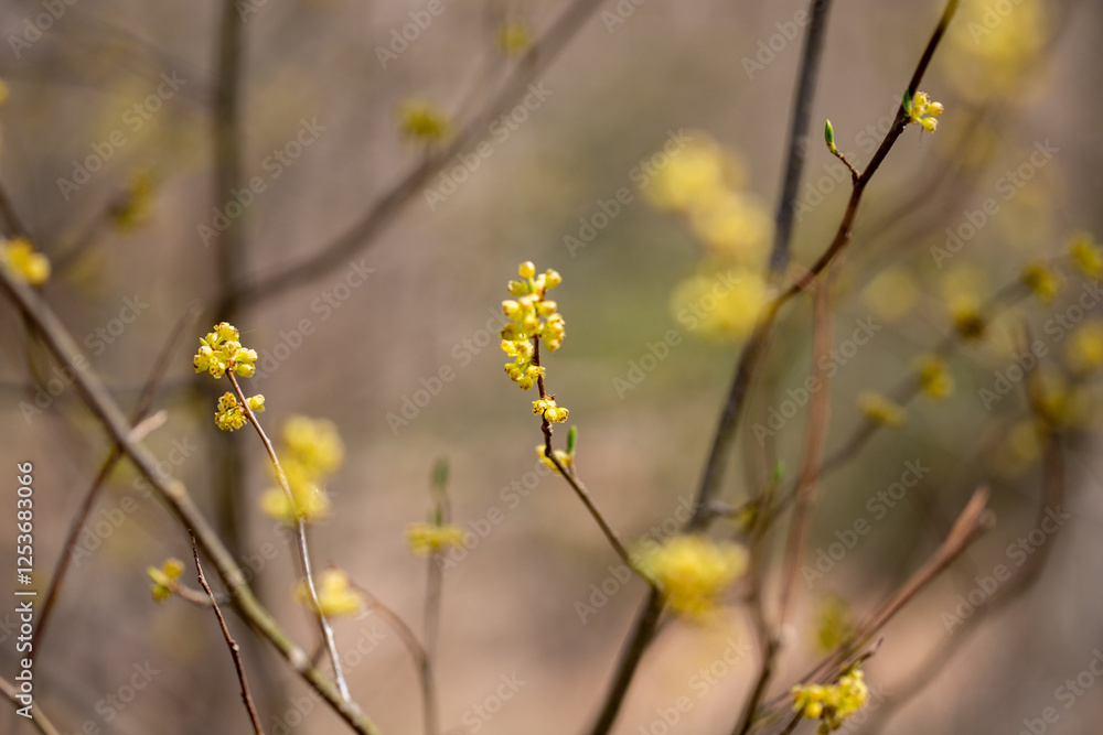 spicebush Lindera benzoin bush tree blossoms in early spring in southern Maryland woodland wetlands spicebush Lindera benzoin bush tree blossoms in early spring in southern Maryland woodland wetlands